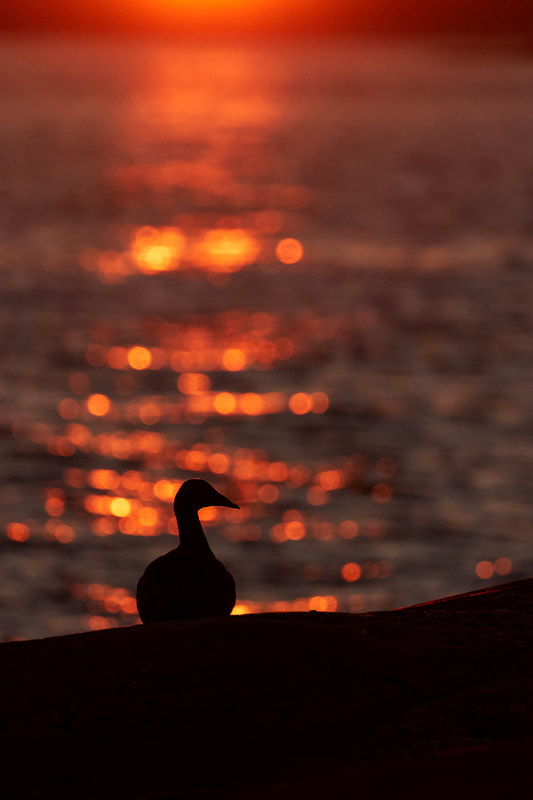 Silhouette of a Common eider with bokeh bubbles in the waves in the background, Bothnian Sea, Finland