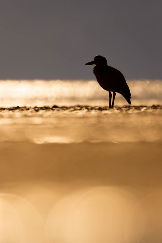 Silhouette image of a Beach stone-curlew captured at sunrise at Cairns Esplanade, Australia