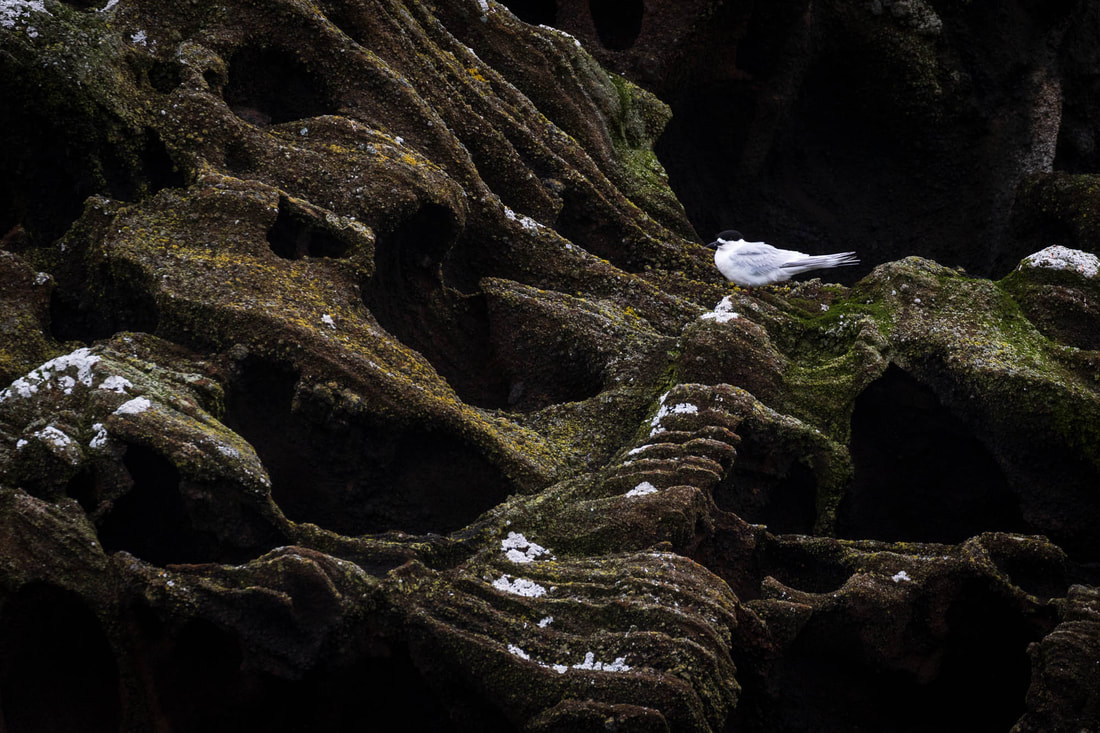 White-fronted tern on twisted volcanic rock at the Chatham Islands, New Zealand