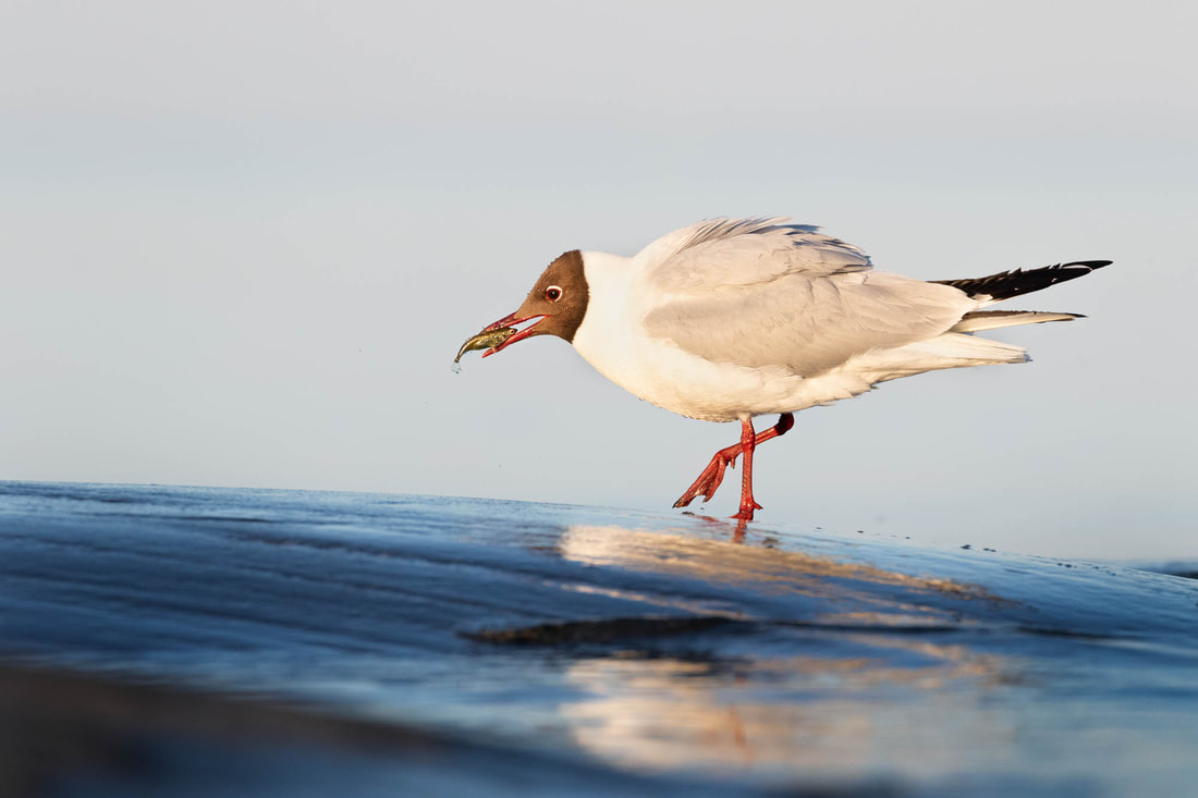A Black-headed gull walks on wet rocks with a stickleback in the bill, in Finland