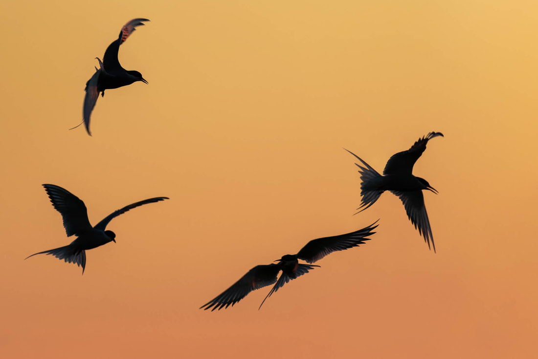 Silhouette image of four Arctic terns in flight by the Bothnian Sea, Finland