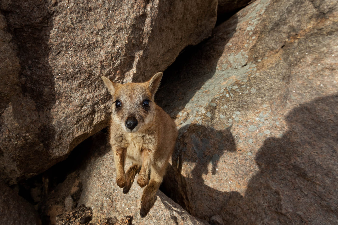 A curious Allied rock-wallaby approaches the photographer on Magnetic Island, Australia