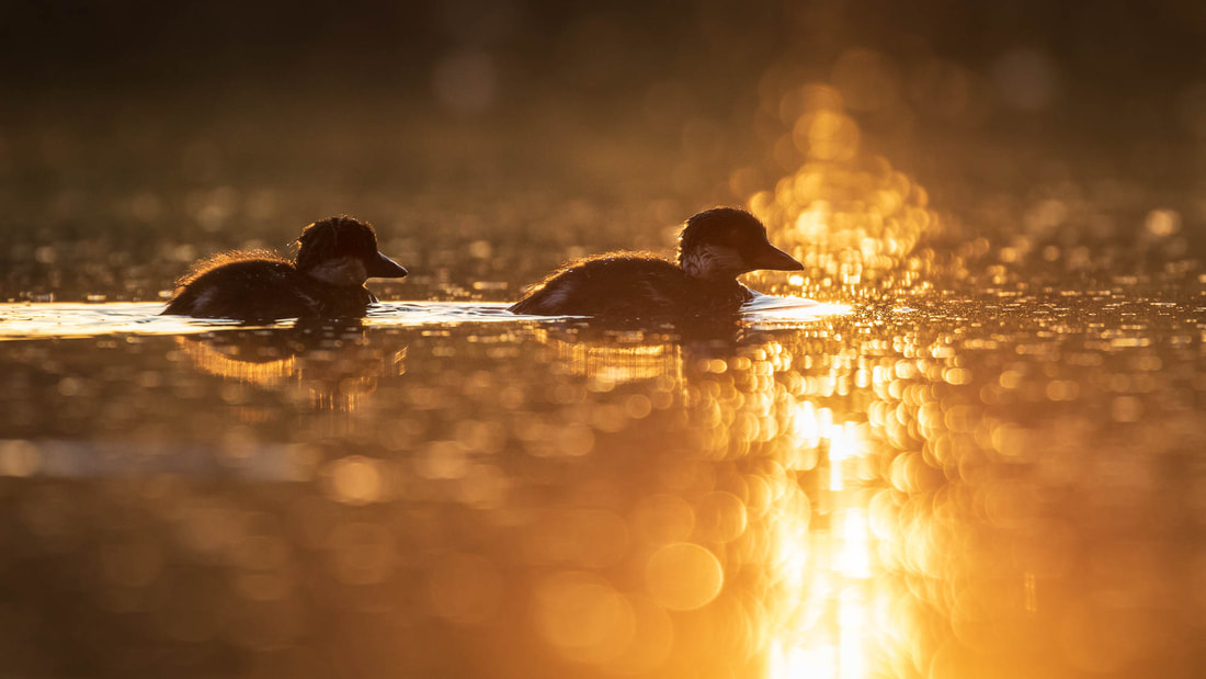 Backlit baby Common goldeneye swimming on a pond at sunrise in Espoo, Finland