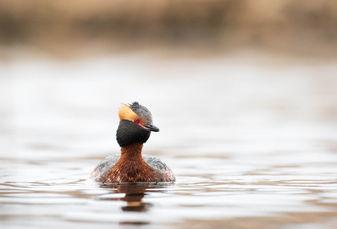 A Horned grebe on the water in Espoo, Finland