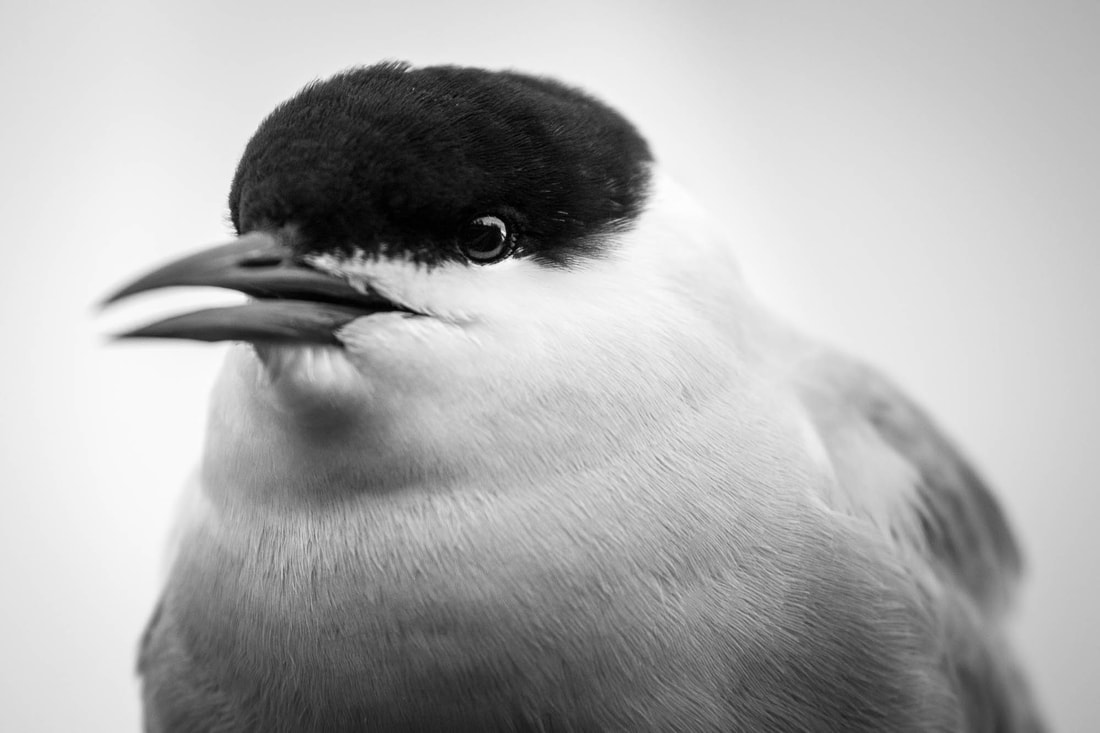Black and white portrait of a Common tern in Karelia, Finland