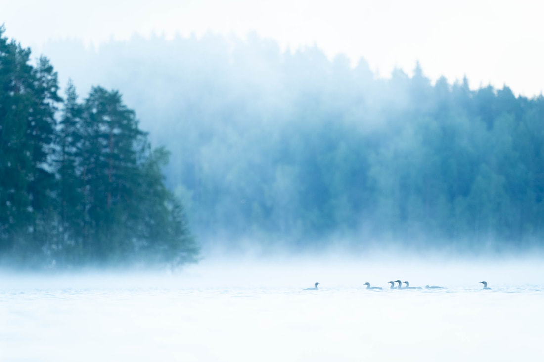 Environmental portrait of a group of Black-throated divers in the mist, on a lake in Southern Finland