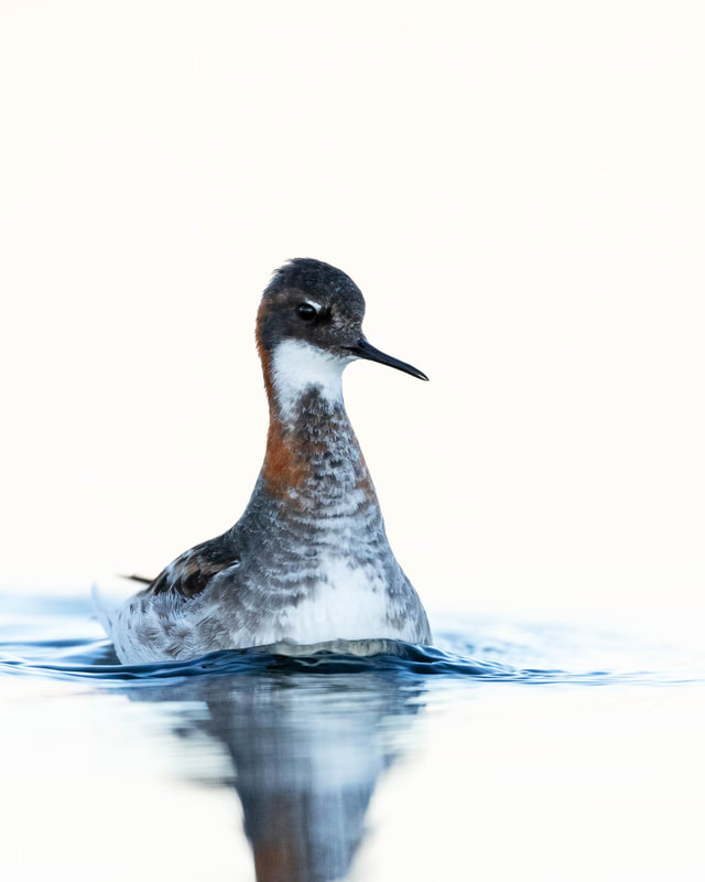 High-key image of a male Red-necked phalarope in Lapland, Finland