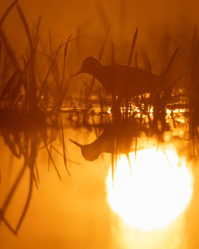 Backlit shot of a Wood sandpiper with the reflection of the distant sun, southern Finland
