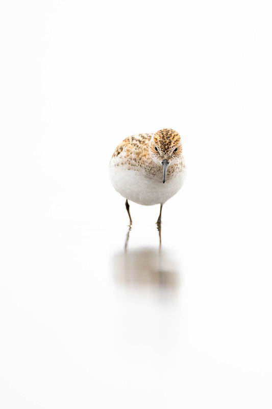 High-key portrait of a Little stint foraging on a pond in the Kazakh steppe