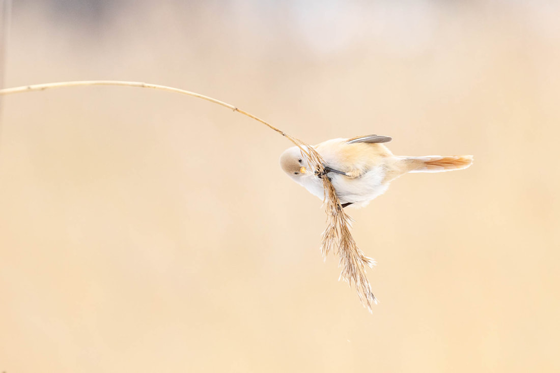 A female Bearded reedling balancing on reed in Espoo, Finland