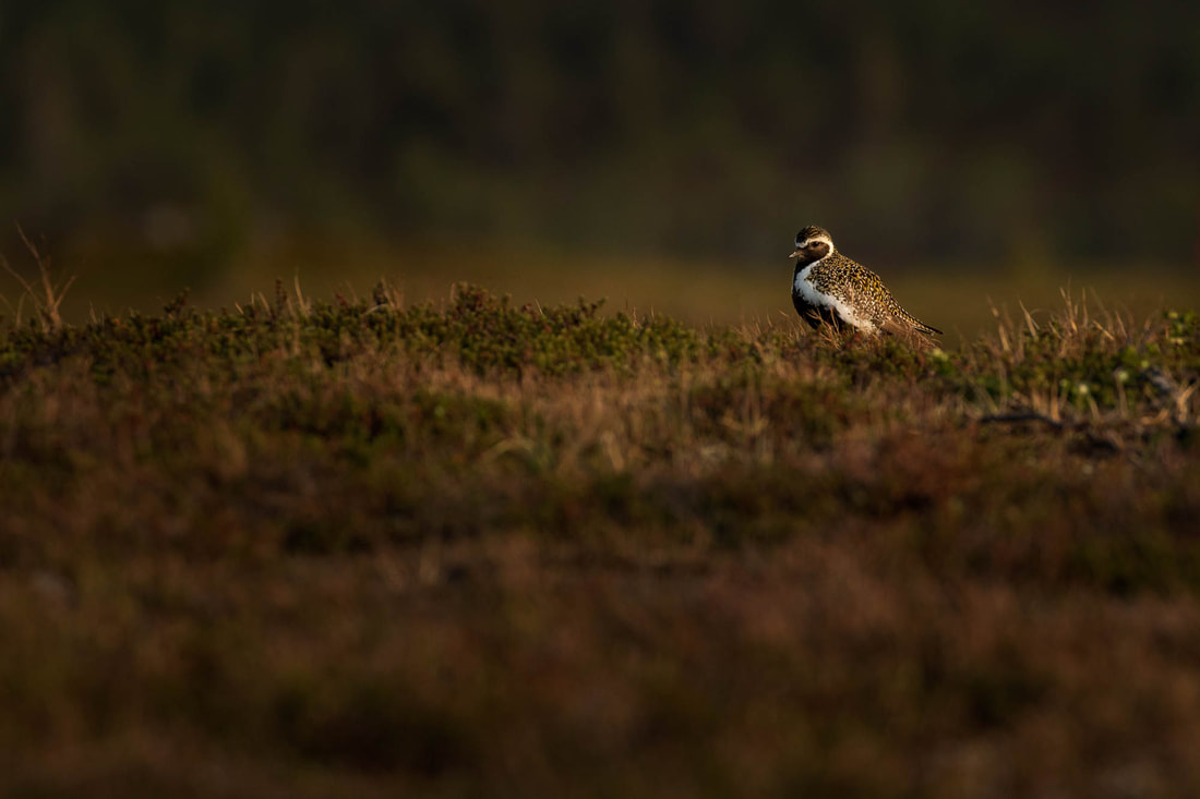A European golden plover resting in the tundra in Lapland, Finland