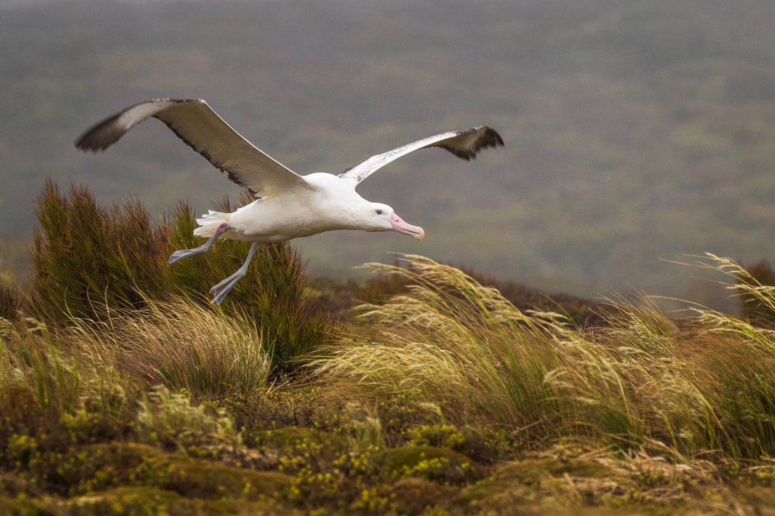 A gigantic Southern royal albatross takes off on a windy day at the Auckland Islands, New Zealand