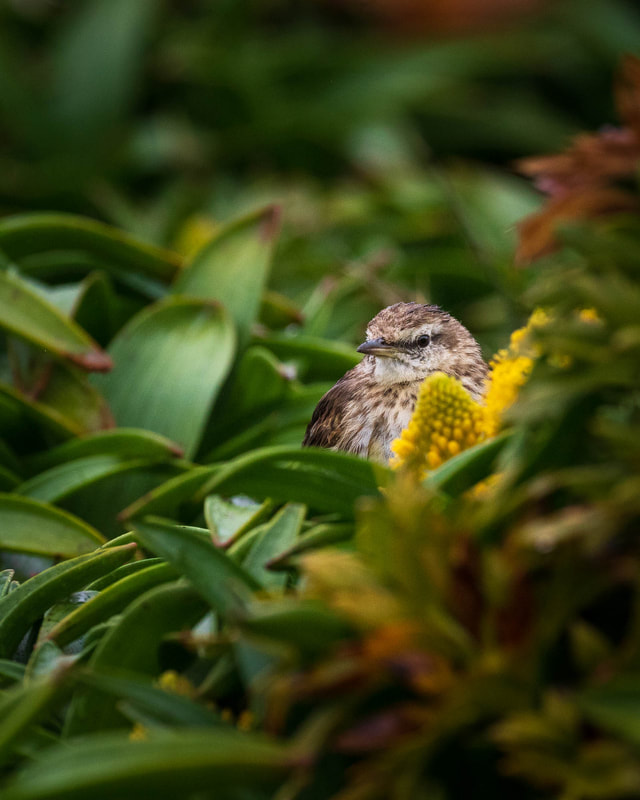 A New Zealand pipit stops among megaherbs on Enderby Island