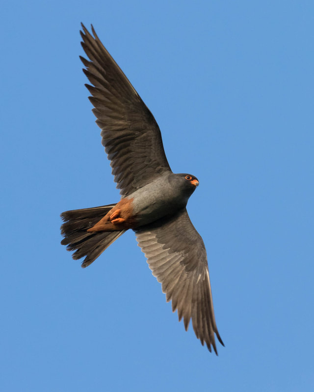 A Red-footed falcon flies against a blue sky backdrop in Hortobágy, Hungary