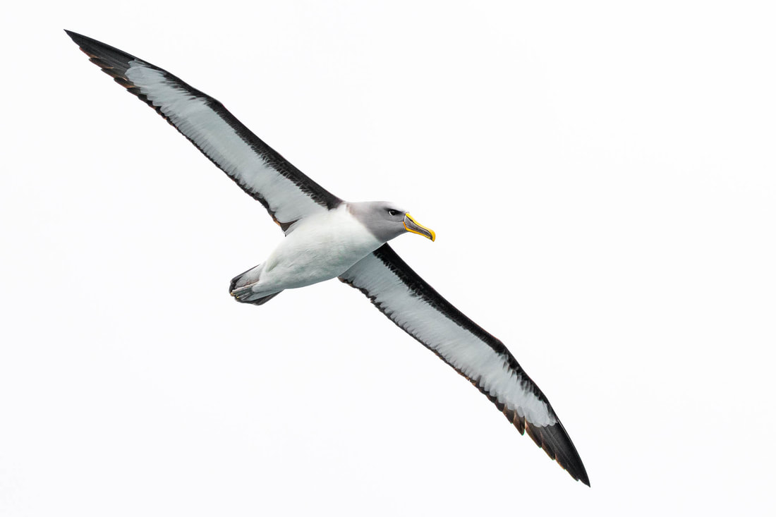 A Buller's albatross against the white background of a cloudy sky at the Chatham Islands, New Zealand