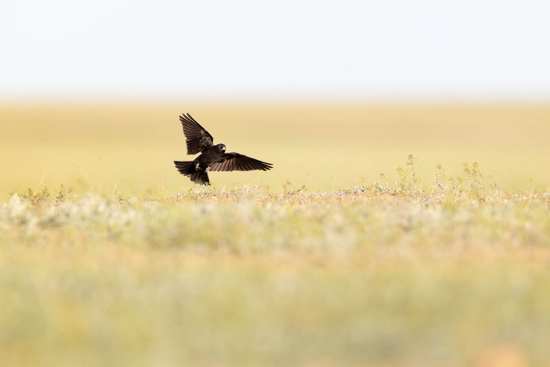 A male Black lark lands on its favourite mound in the steppe, in Kazakhstan