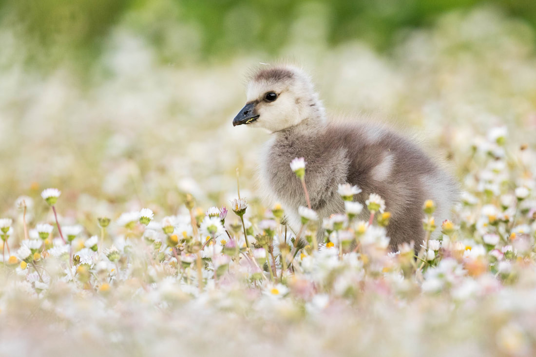 A fluffy baby Barnacle goose forages among white flowers in Helsinki, Finland