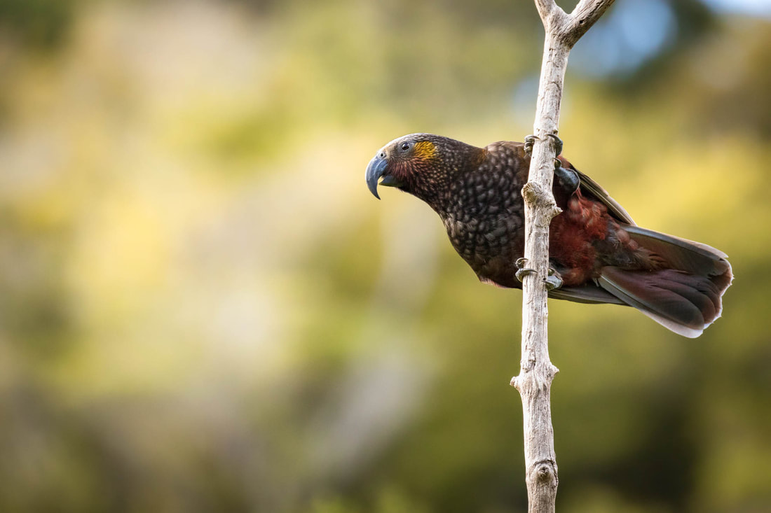 Kaka perched on a branch in Wellington, New Zealand