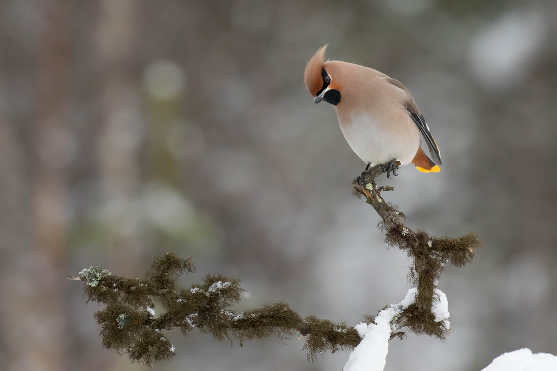 A Bohemian waxwing is perched on a lichen-covered branch in Lapland, Finland