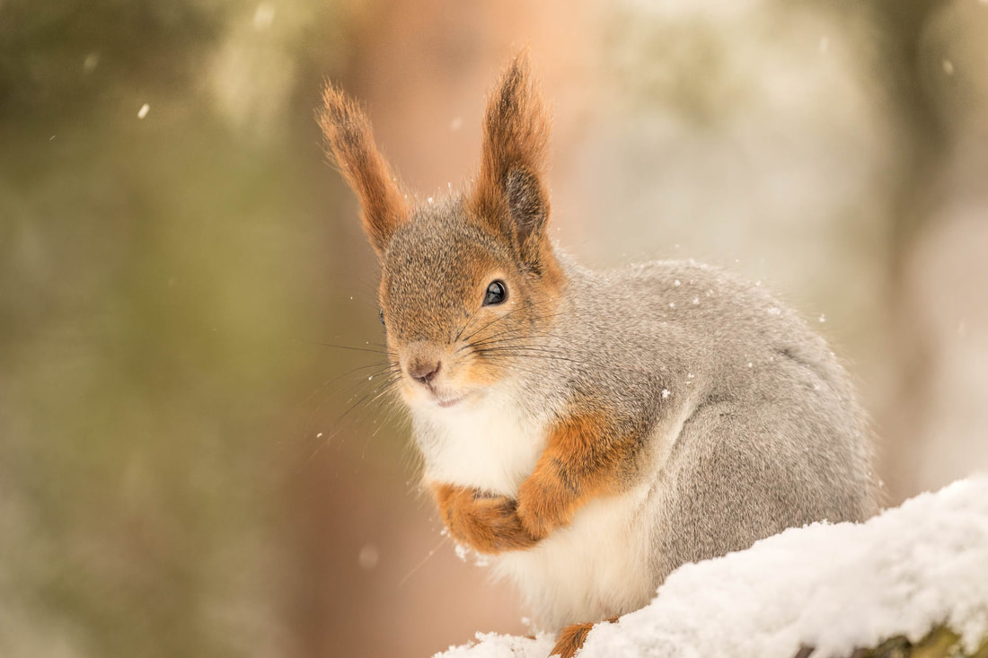 A fluffy Red squirrel is sitting on a snow-covered branch in Pasvik, Norway