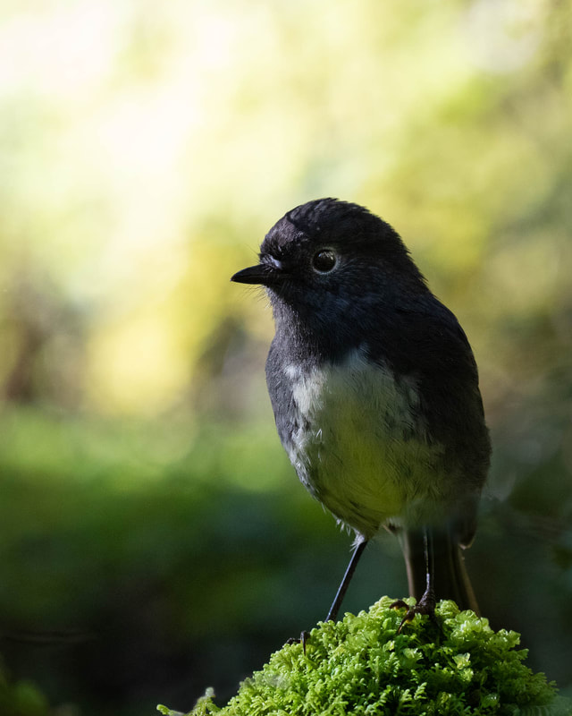 Backlit view of a South Island robin in a forest of Fiordland, New Zealand