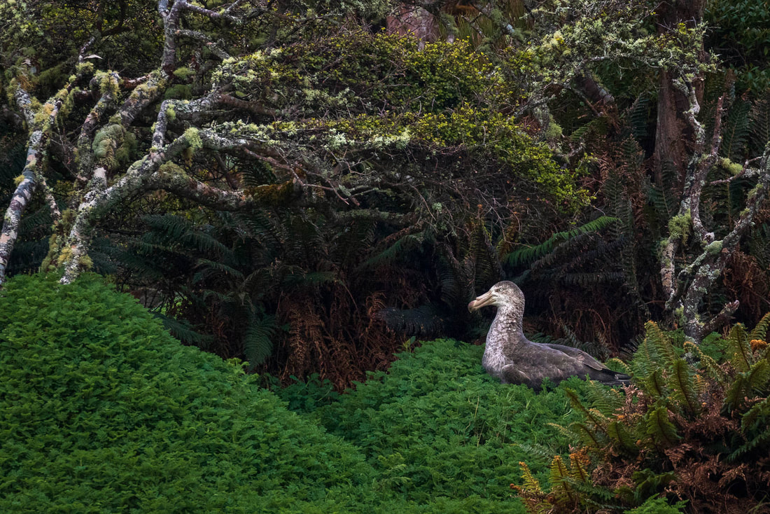 A Northern giant petrel sitting on a nest, on the edge of a stunted rata forest on Enderby Island, New Zealand