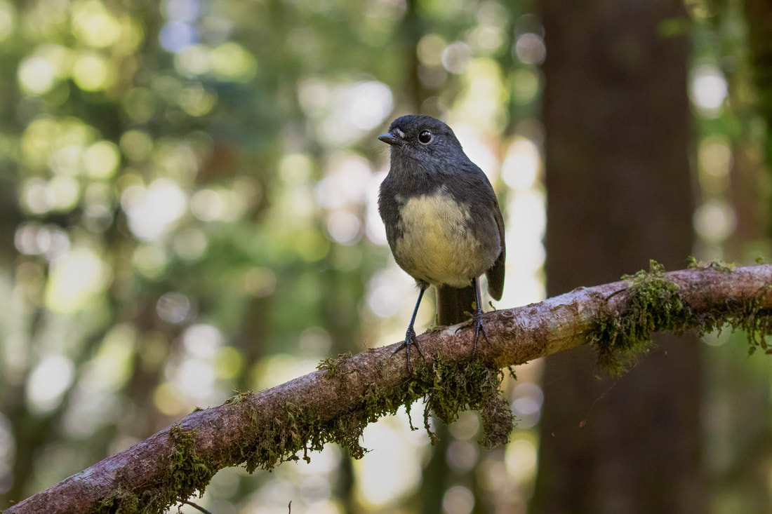 Environmental portraits of a South Island robin in Fiordland, New Zealand