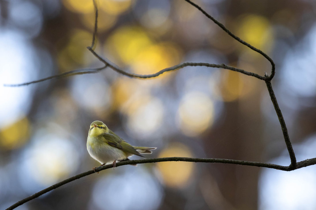 A Wood warbler is perched high in a tree, with some colourful bokeh light in the background, in Helsinki, Finland