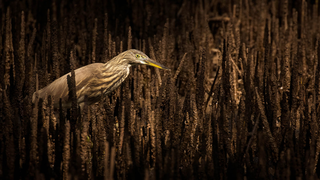 An Indian pond heron hunts among aerial mangrove roots in Goa, India