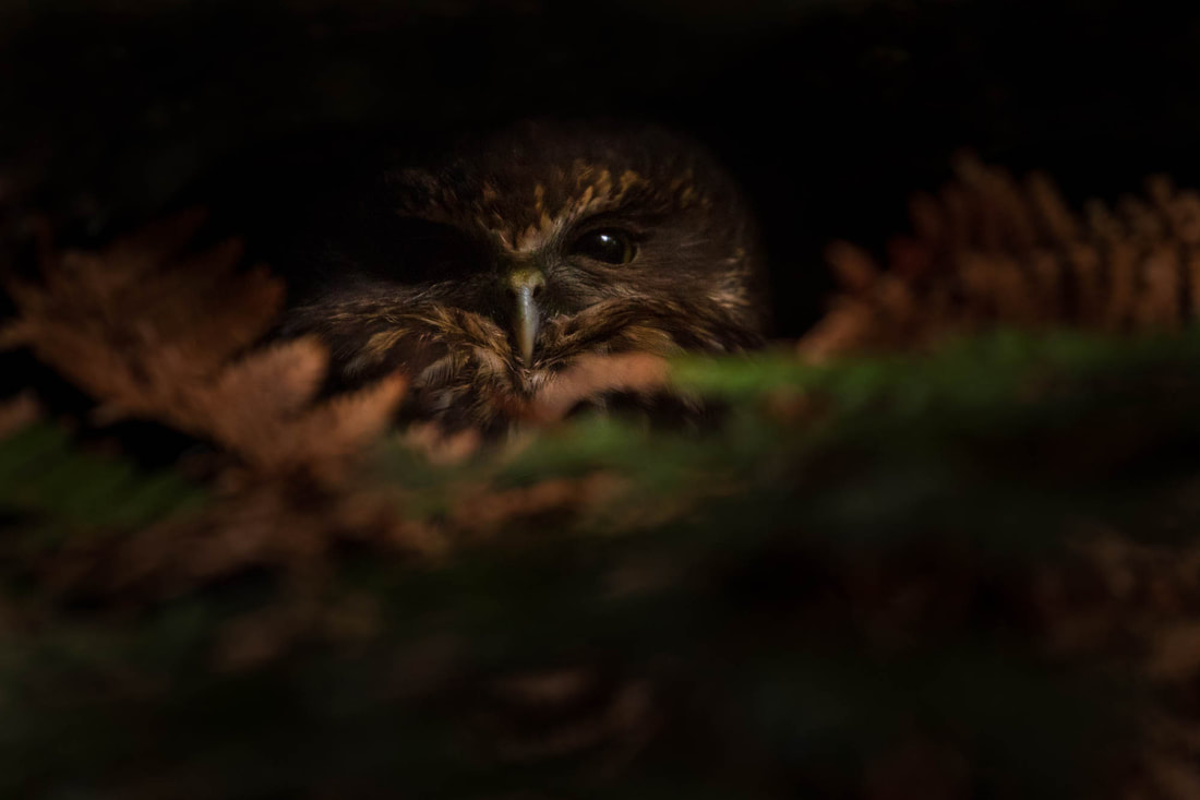 A Morepork, the only surviving owl in New Zealand, rests inside a dead trunk on Ulva Island