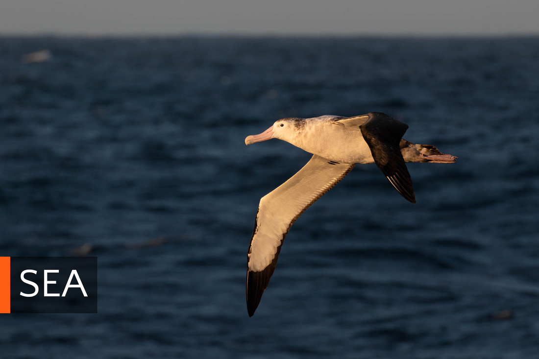 An Antipodean albatross flying at sunset in the Southern Ocean, and link to the Sea portfolio