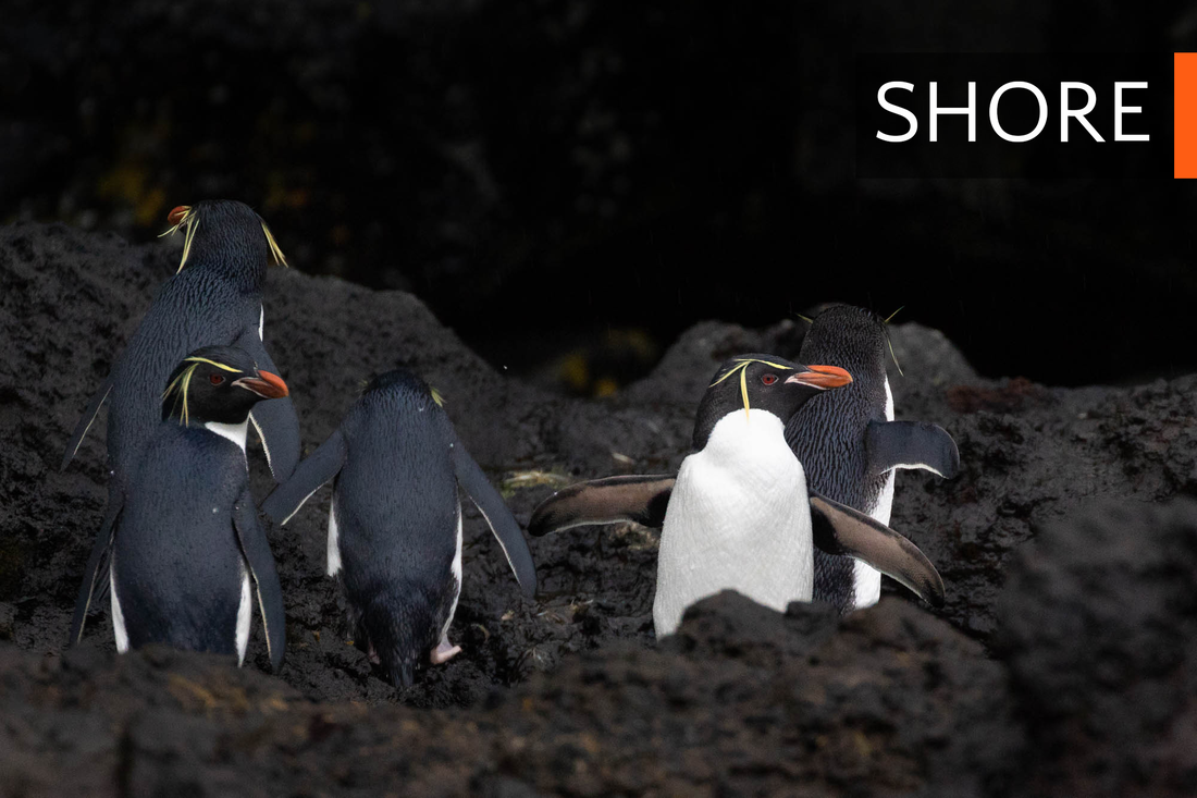 Southern rockhopper penguins on the shore at the Auckland Islands, and link to the Shore portfolio