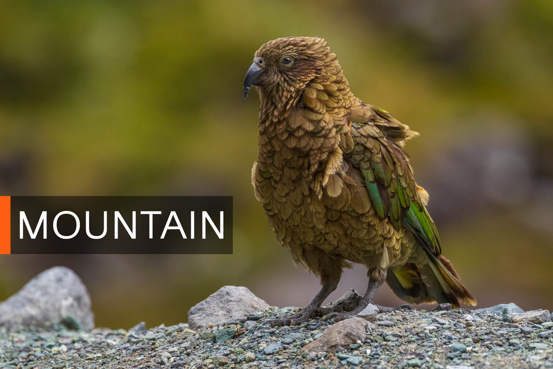 A Kea in the mountains of New Zealand, and link to the Mountain portfolio