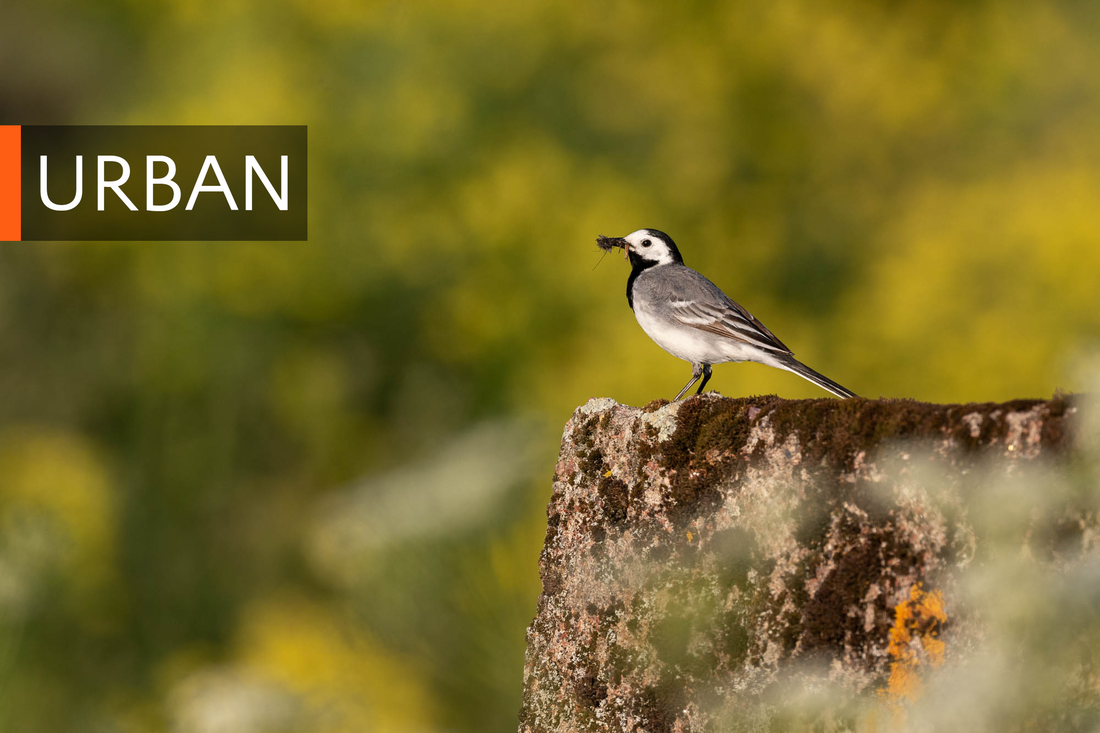 A White wagtail on an old concrete wall is bringing food to its nest, and link to the Urban portfolio