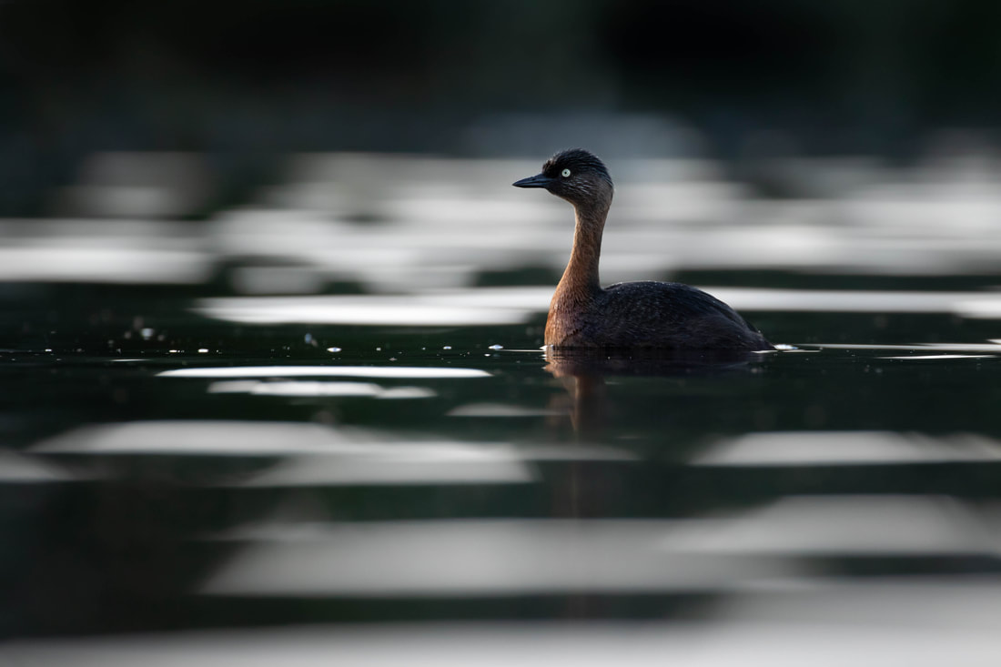 Moody image of a New Zealand grebe in Auckland
