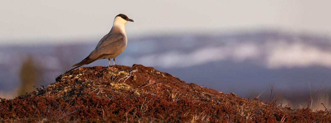 Photo of a Long-tailed skua that Samuel Bloch edited with skills he teaches in his private workshops