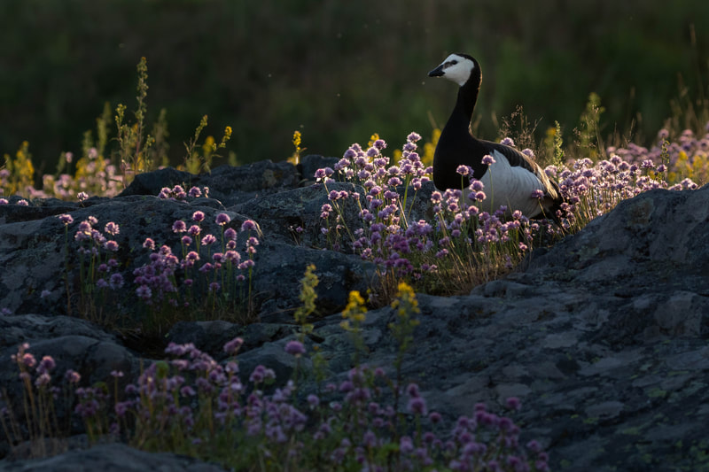 Barnacle goose in wildflowers, a typical scene for photographers in Suomenlinna