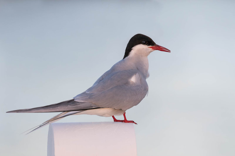 Portrait of an Arctic tern perched on a bridge railing.