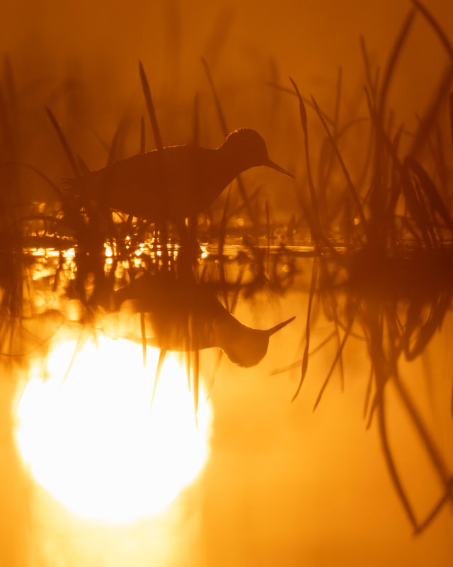 A Wood sandpiper captured at sunrise, in the best possible light in terms of quality