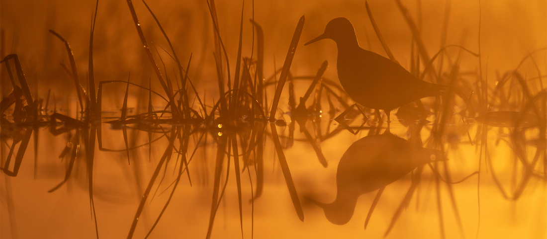 Backlit image of a Wood sandpiper, and a link to the article about exposure in bird photography