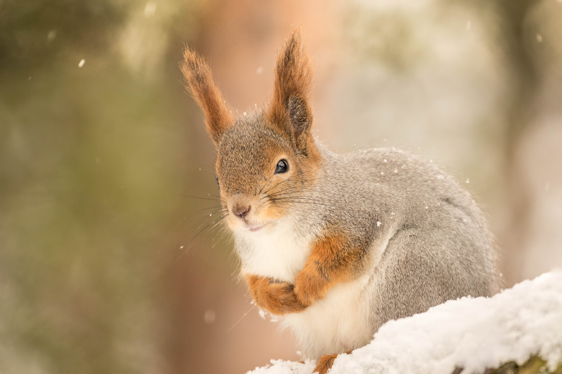 Red squirrel (Sciurus vulgaris), Pasvik, Norway