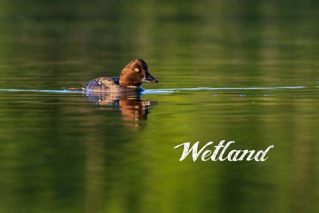 Link to the Wetland page