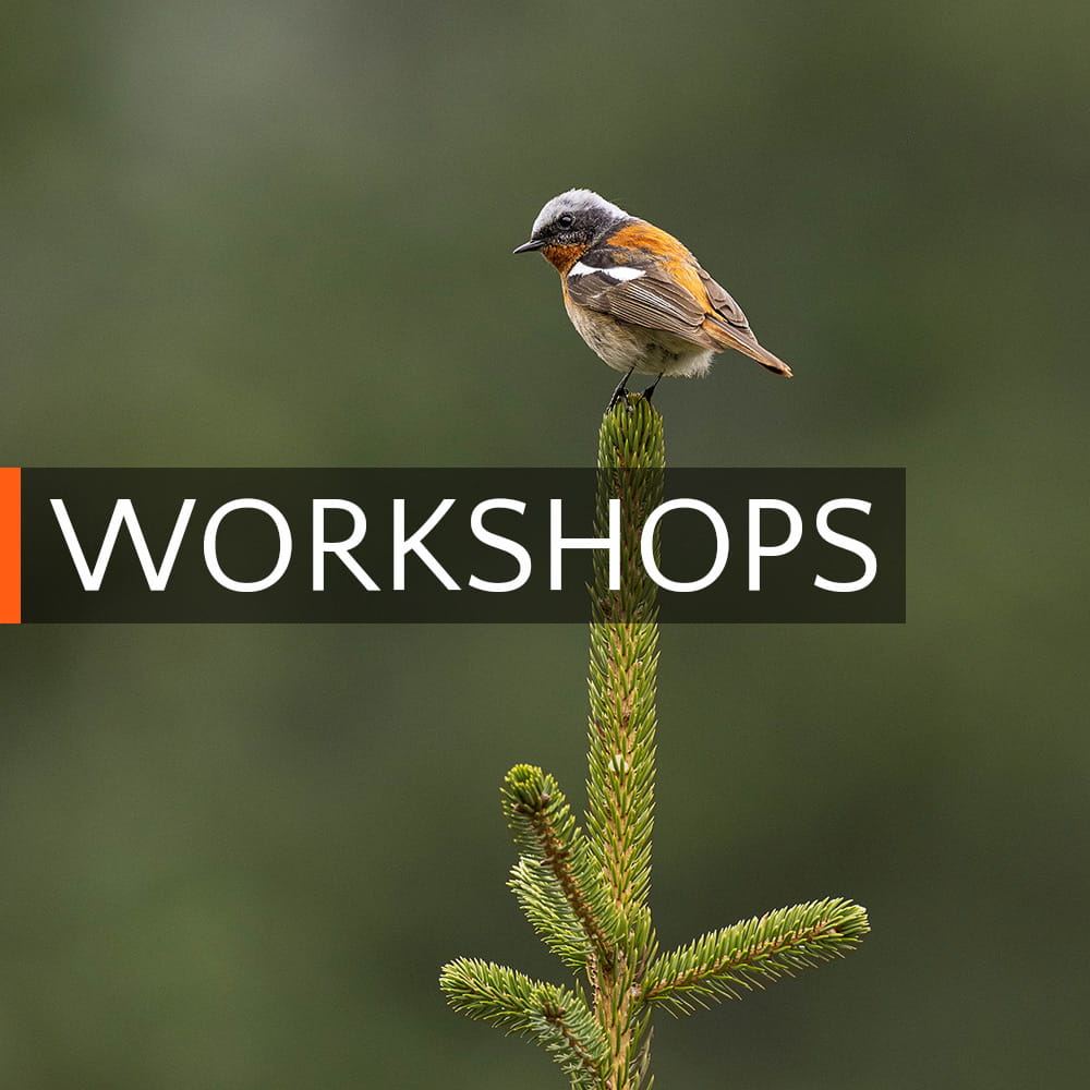 An Eversmann's redstart sitting on top of a spruce in Kyrgyzstan, and a link to the Workshop page